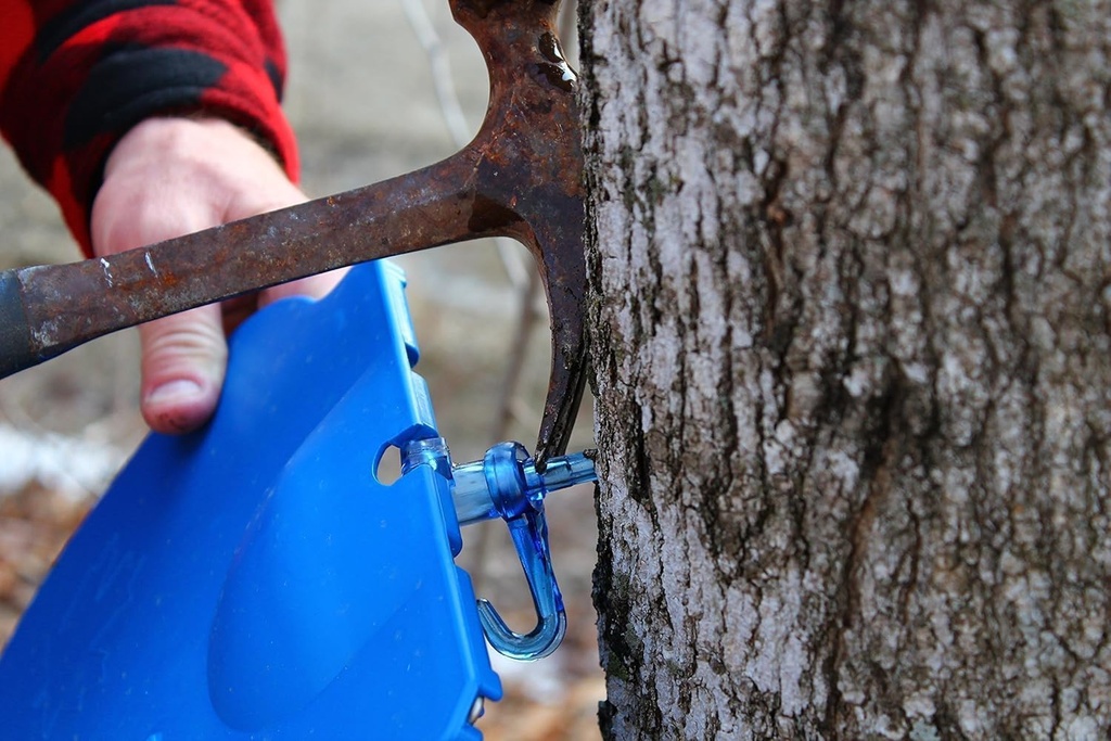 maple-syrup-tapping-kit-with-2-gallon-buckets-bucket-lids-and-10-tree-saver-spiles-spouts-03-maple-syrup-tapping-kit-with-2-gallon-buckets-buck-3.jpg